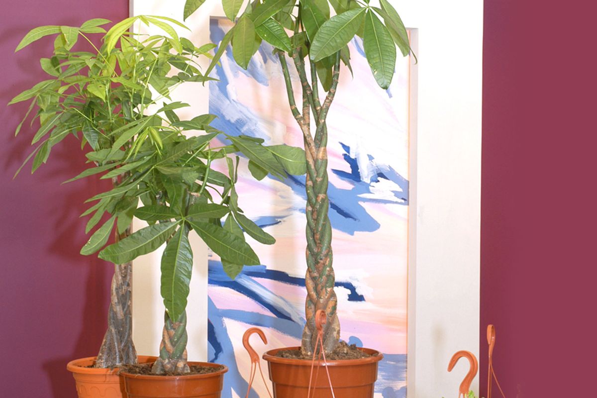 Plantas con tronco decorativo