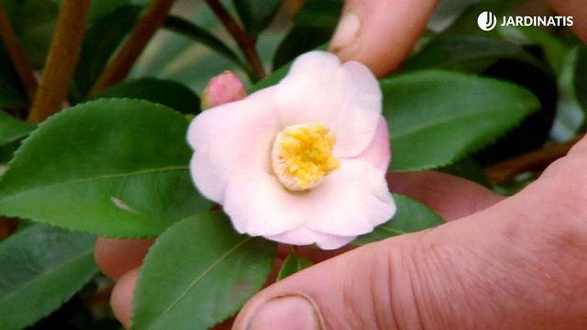 deco 650 camellia cinnamon scentsation flor