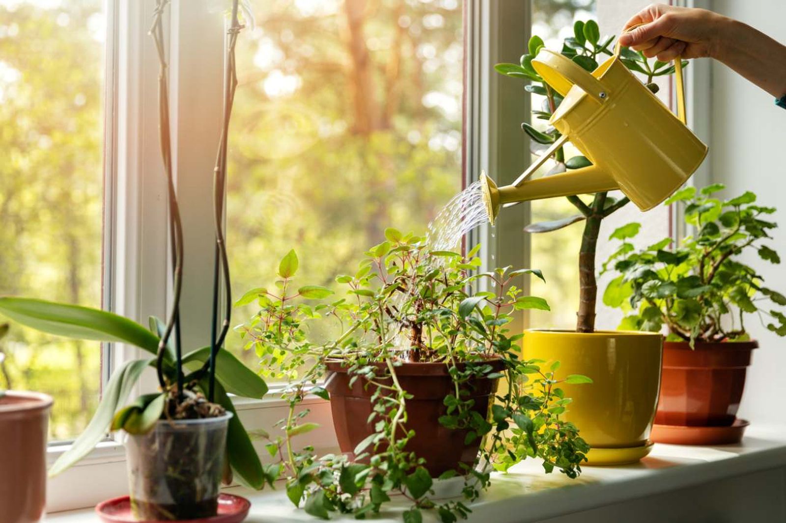 Las plantas ayudan a decorar cada rincón del hogar de una manera única
