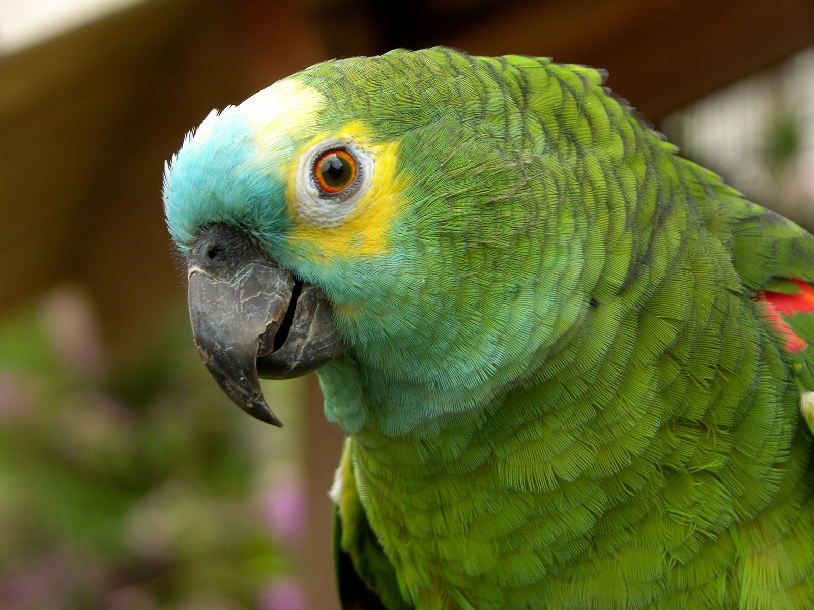 loro amazonas xl