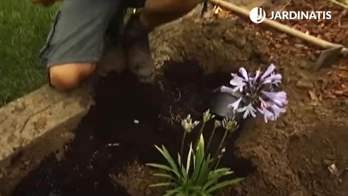 agapanthus plantacion en parterre brico