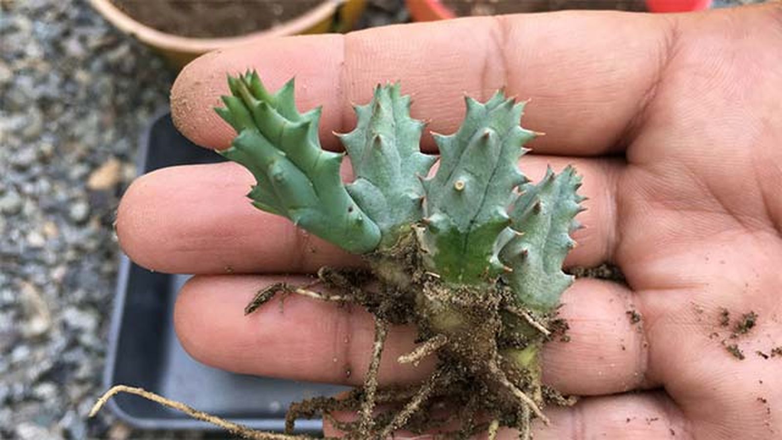 esqueje Stapelia variegata esqueje Stapelia variegata