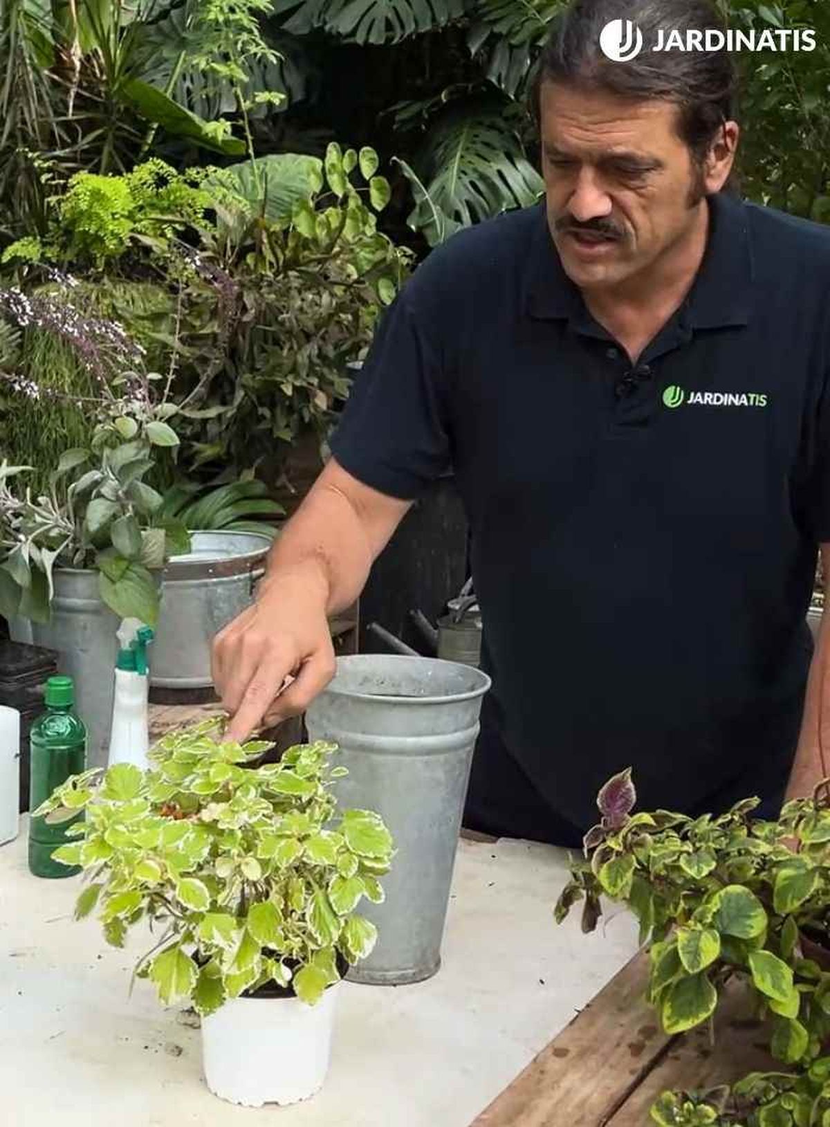 Revisa periódicamente el estado general de tu planta de incienso