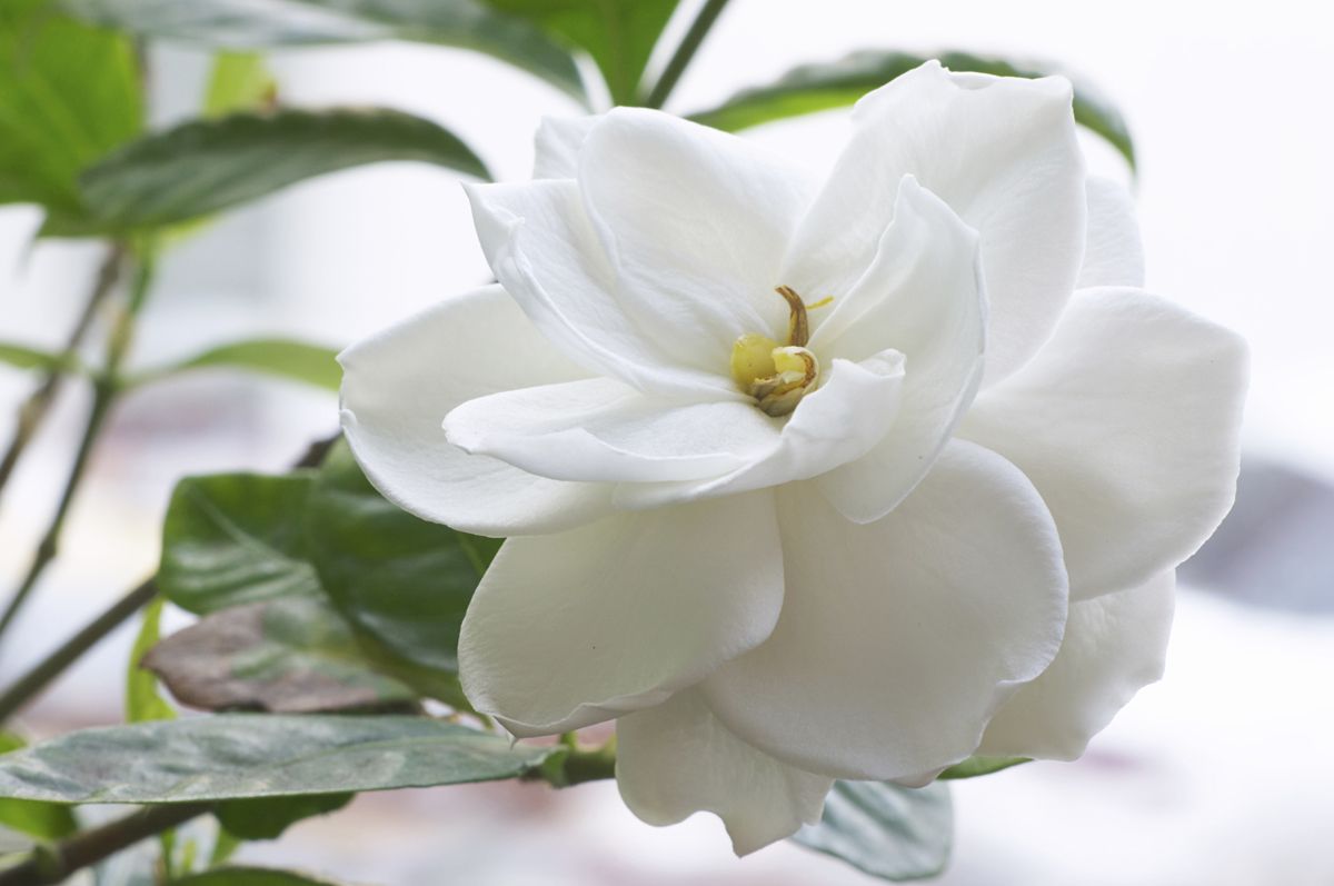gardenia03
