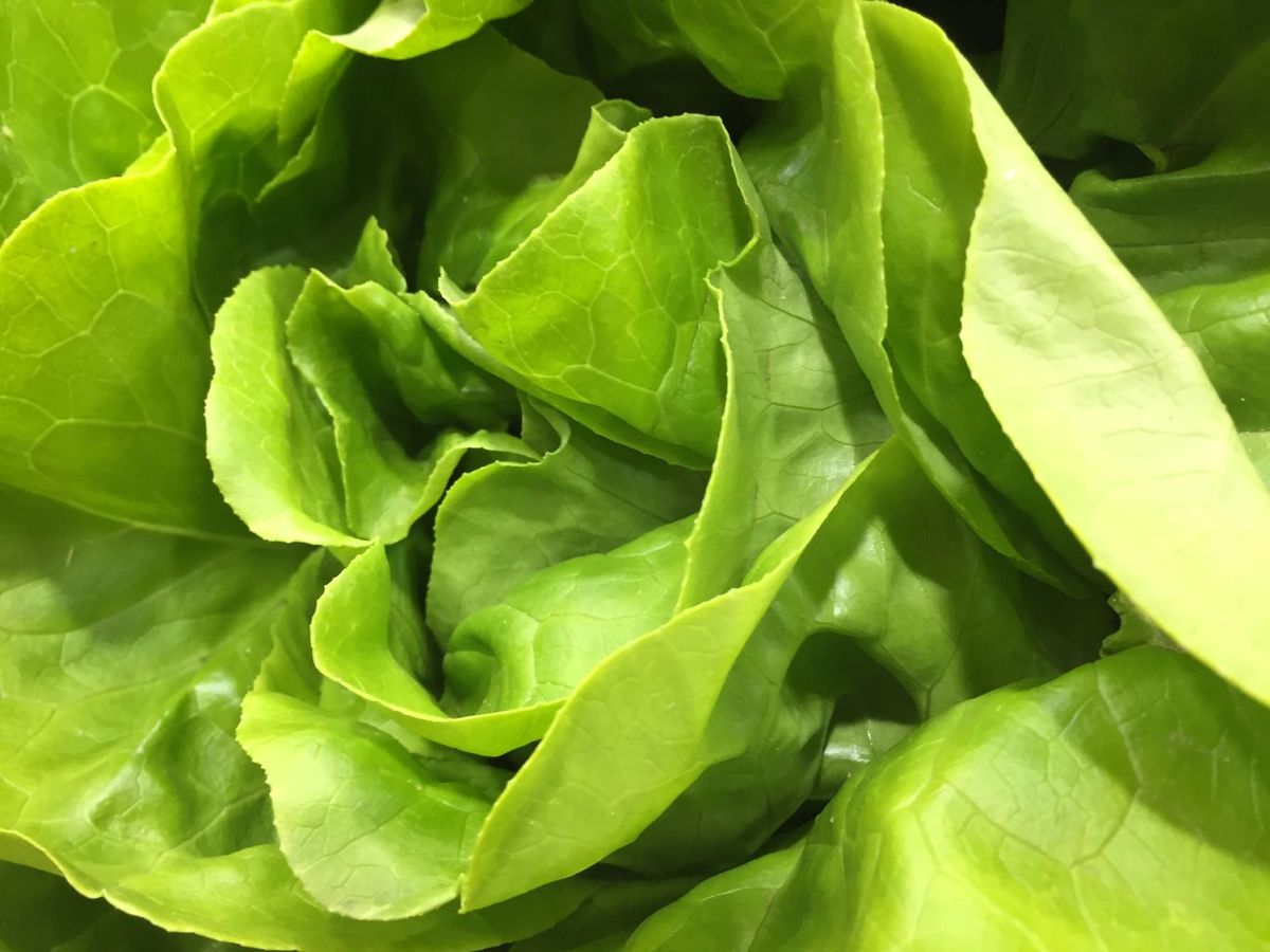 Lechuga francesa (Boston o Bibb)