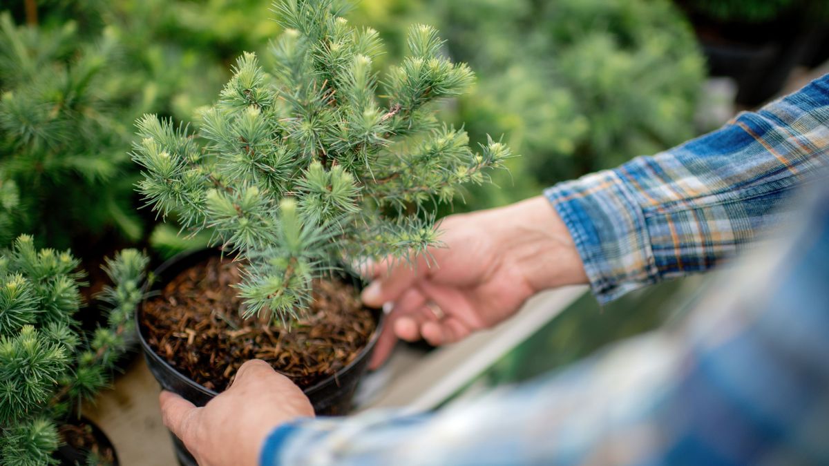 Las invasiones son más fáciles de gestionar en fases tempranas