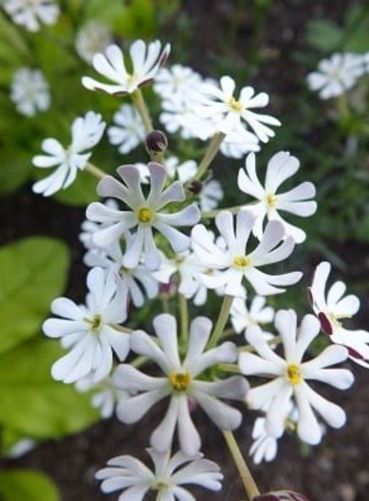 Zaluzianskya capensis