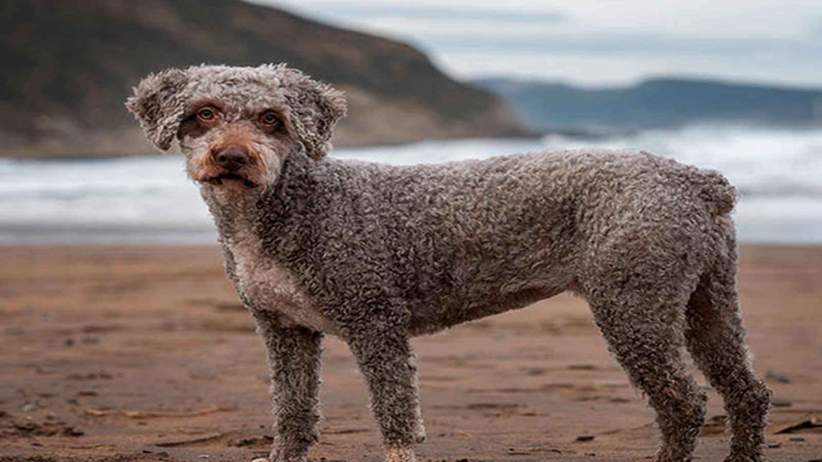 perro de aguas en la playa perro de aguas en la playa