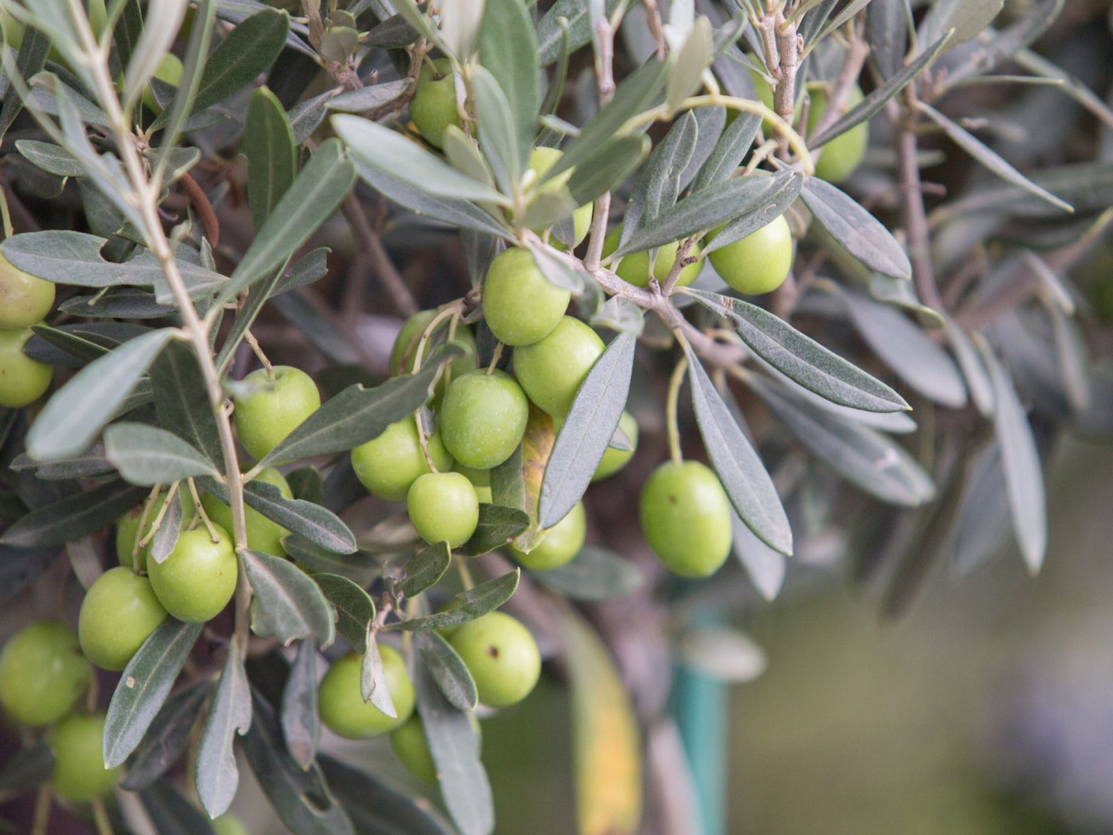 La aceituna: materia prima esencial, con más de 200 variedades en España.