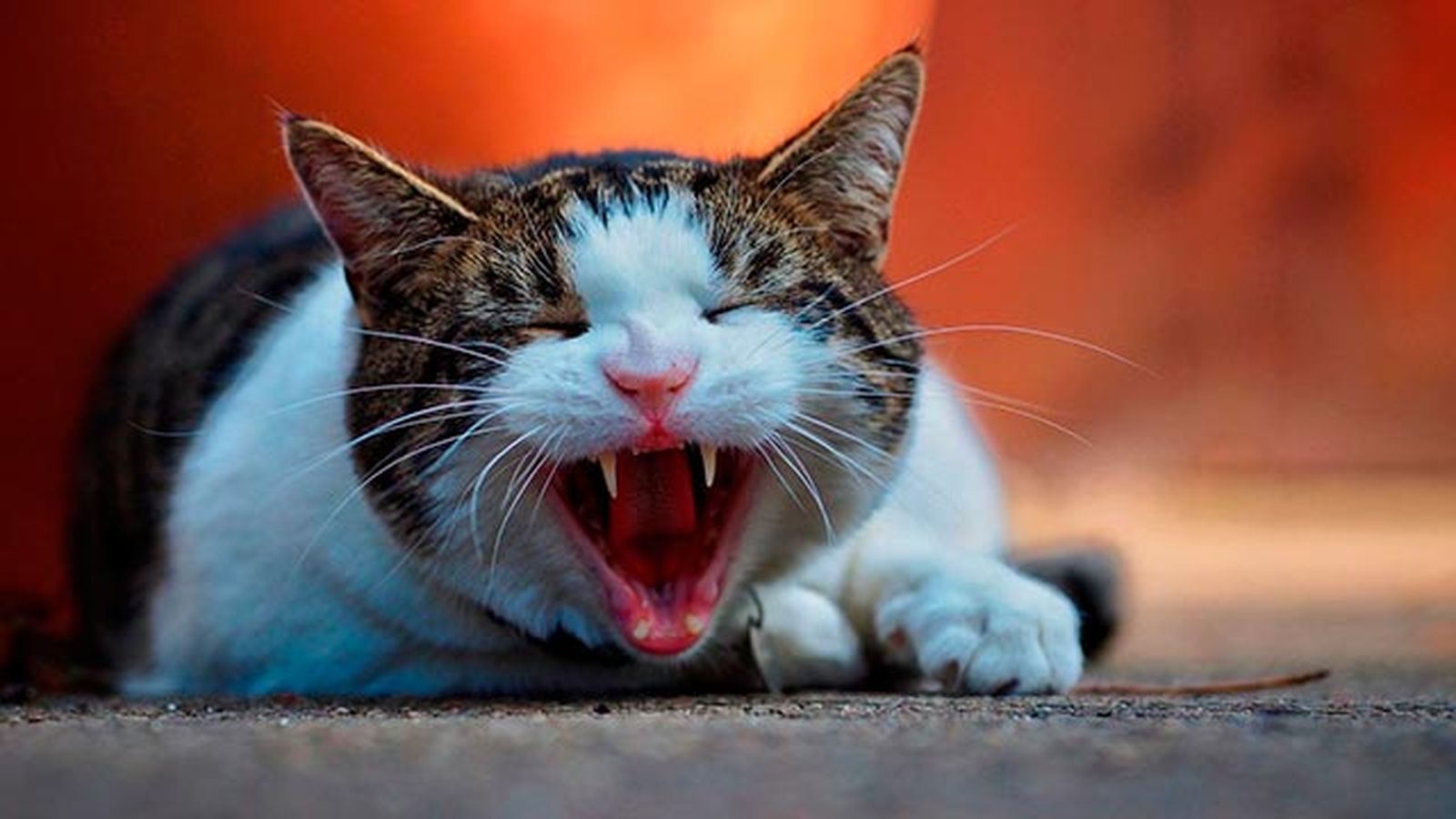gato celo gato celo