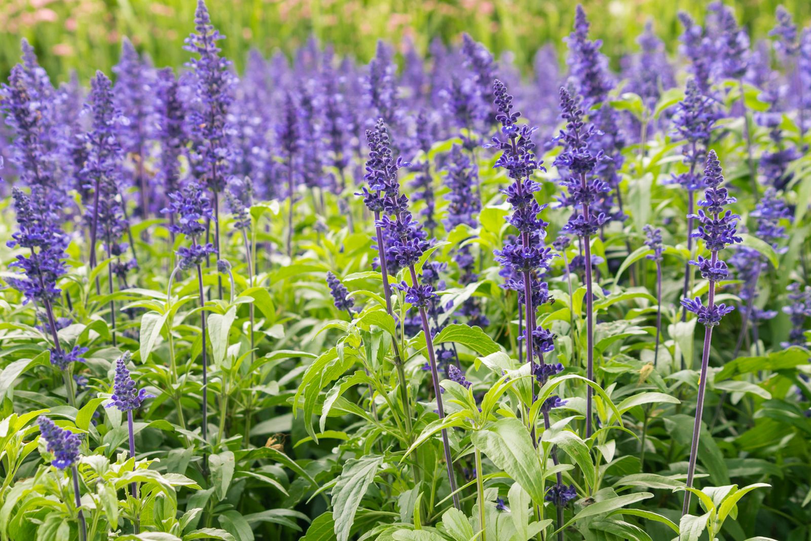 arriete salvias arriete salvias