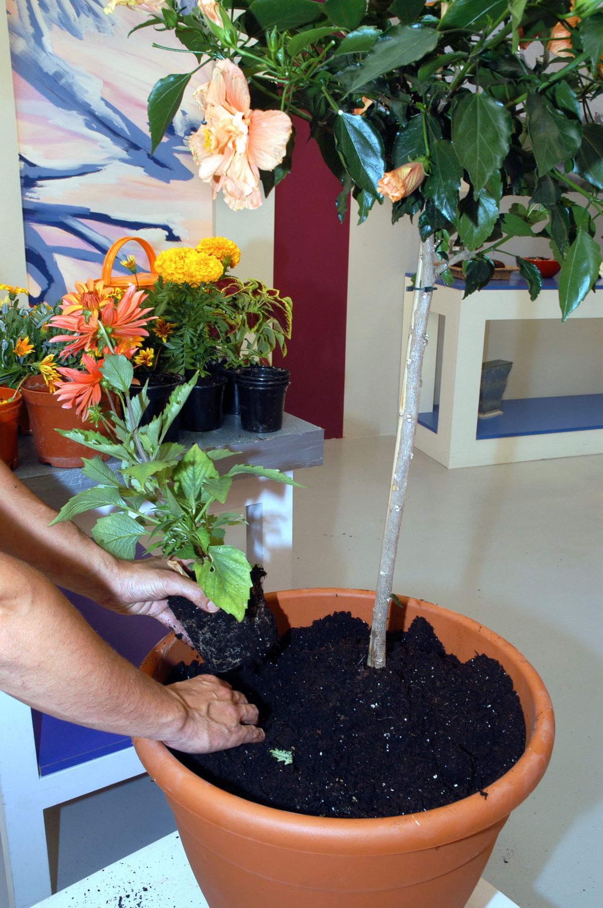 Composición con Hibisco p2