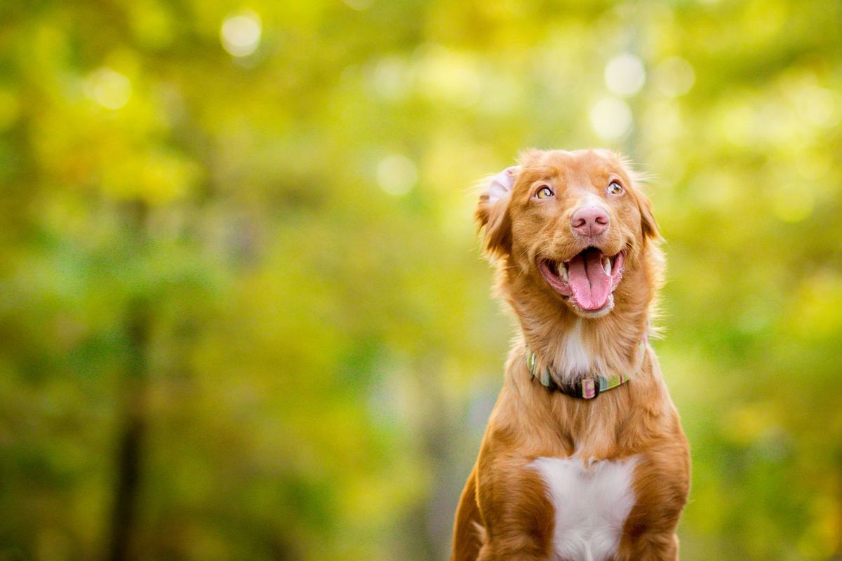 tipos de retriever nova scotia duck tolling retriever