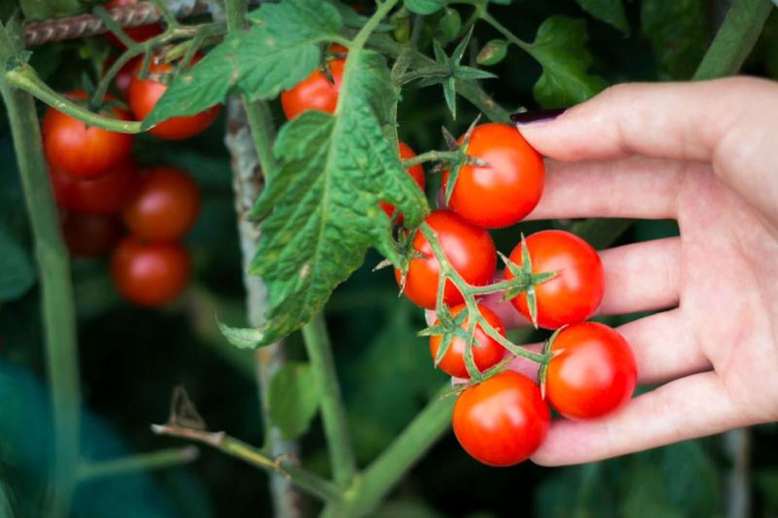 Los tomates cherry se cosechan cuando estén maduros