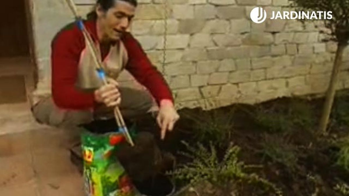 sustrato plantacion cepellon de wisteria glicina