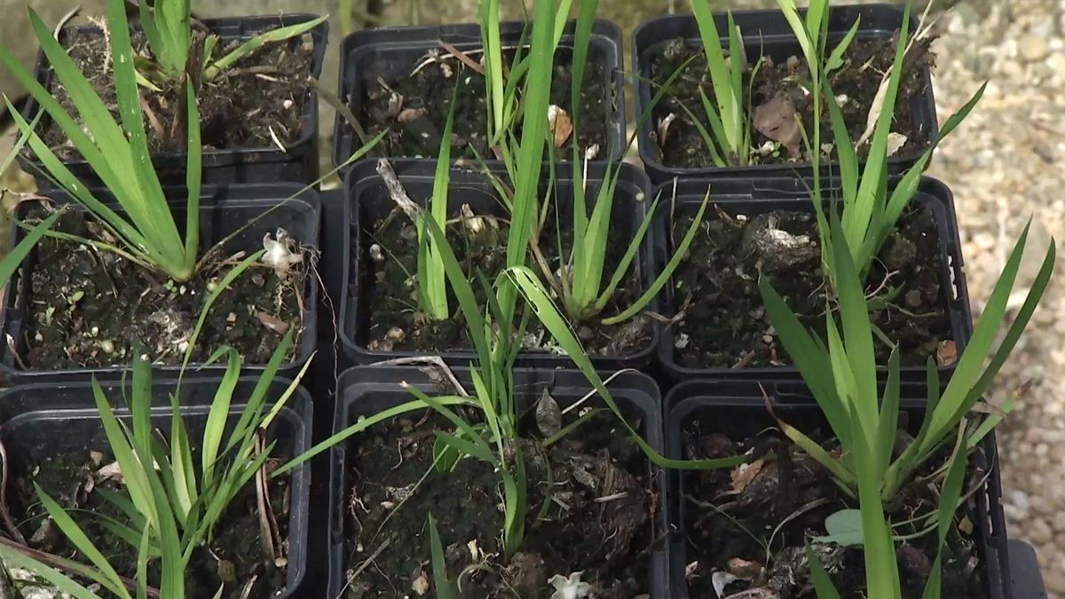 deco 736 jardineria libertia plantitas