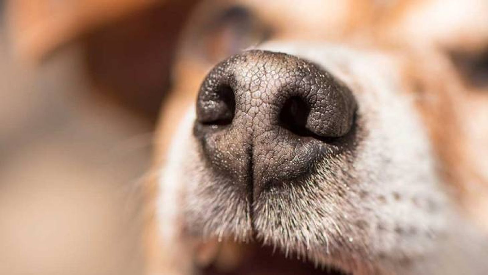 curiosidades sobre los perros 1 (1)