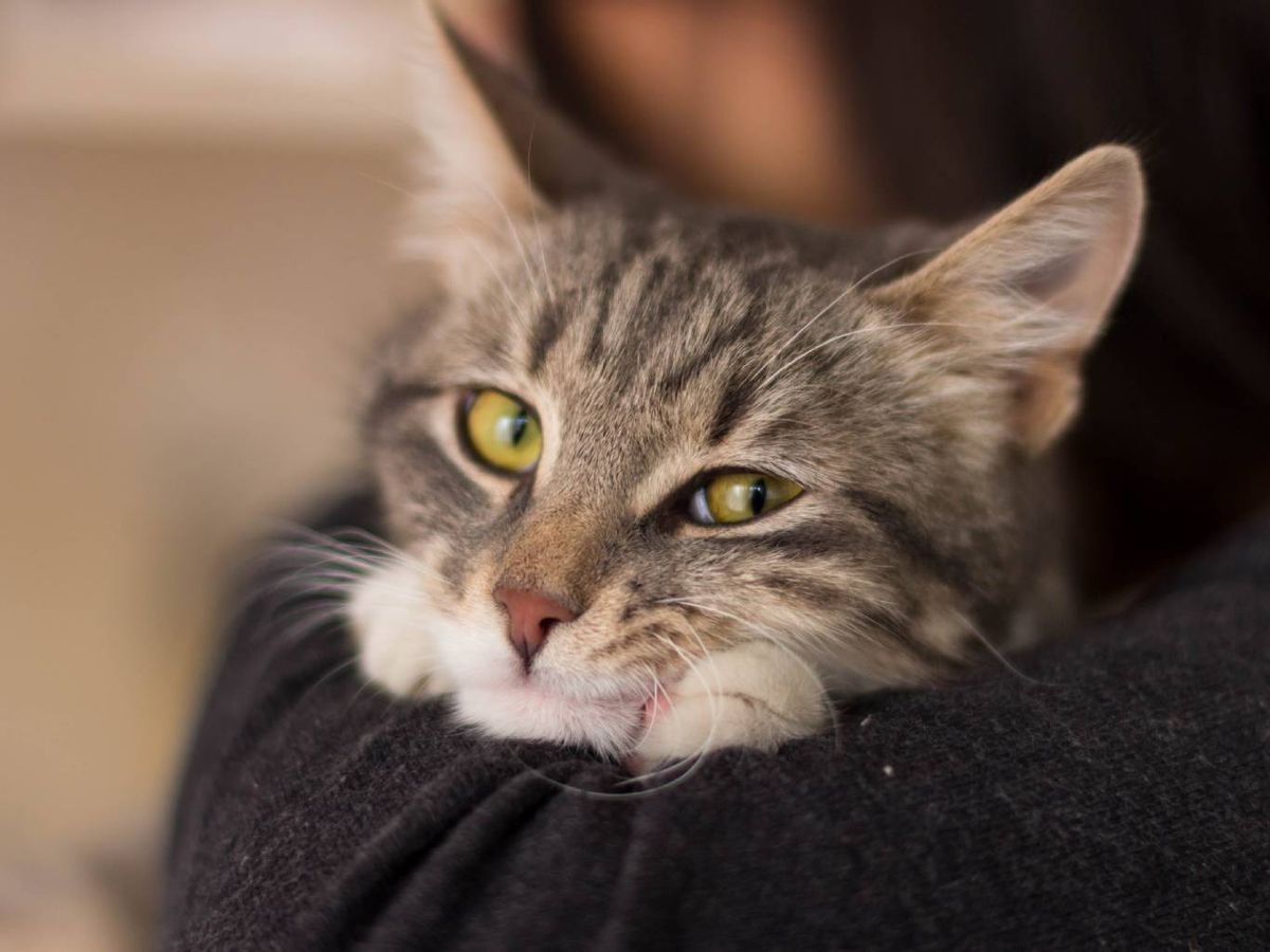 Lamerse la herida con frecuencia es un signo de que se encuentra incómoda.