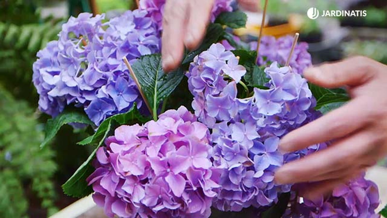 brico 0917 3 potenciar color hortensias variedad lila brico 0917 3 potenciar color hortensias variedad lila