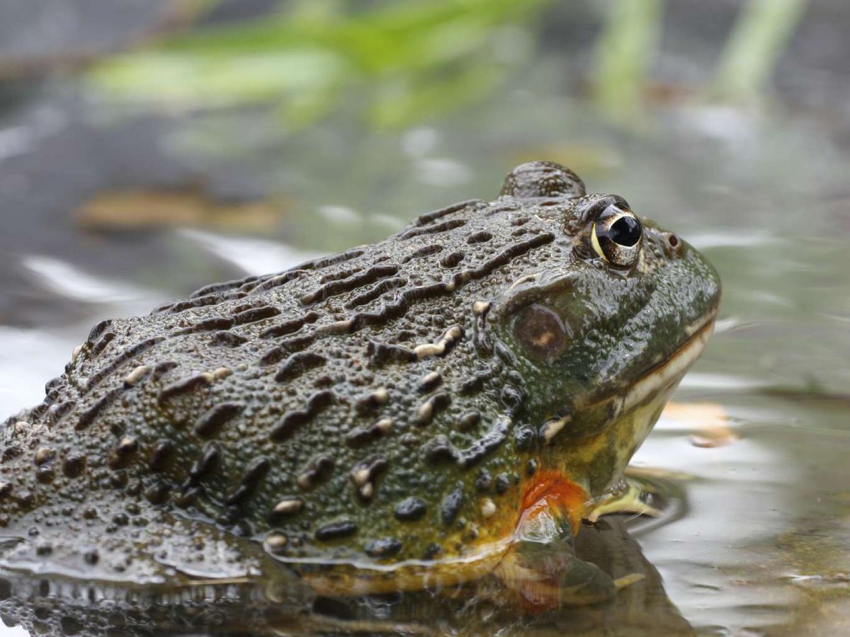 Rana toro gigante