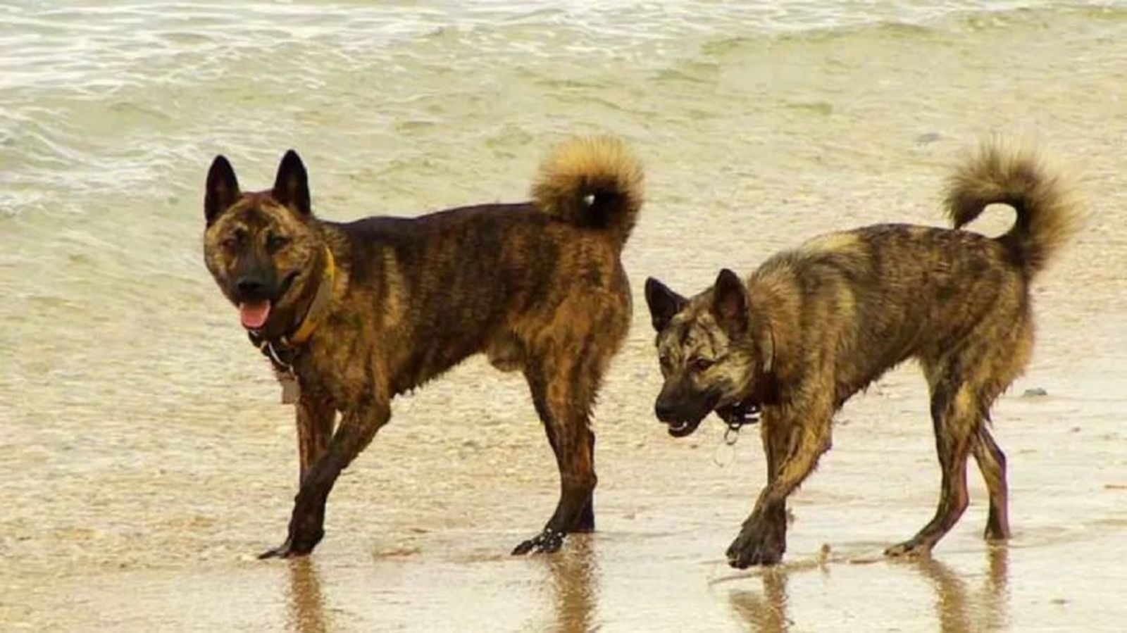 perros japoneses ryukyu 13 perros japoneses ryukyu 13