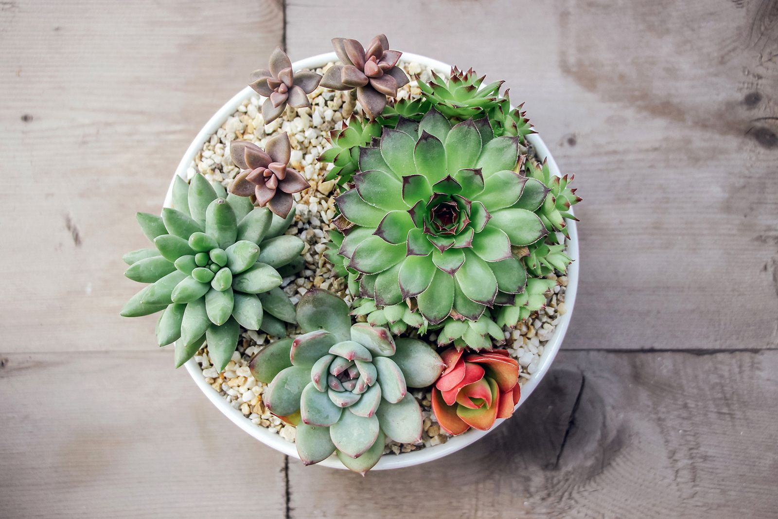plantas crasas plantas crasas