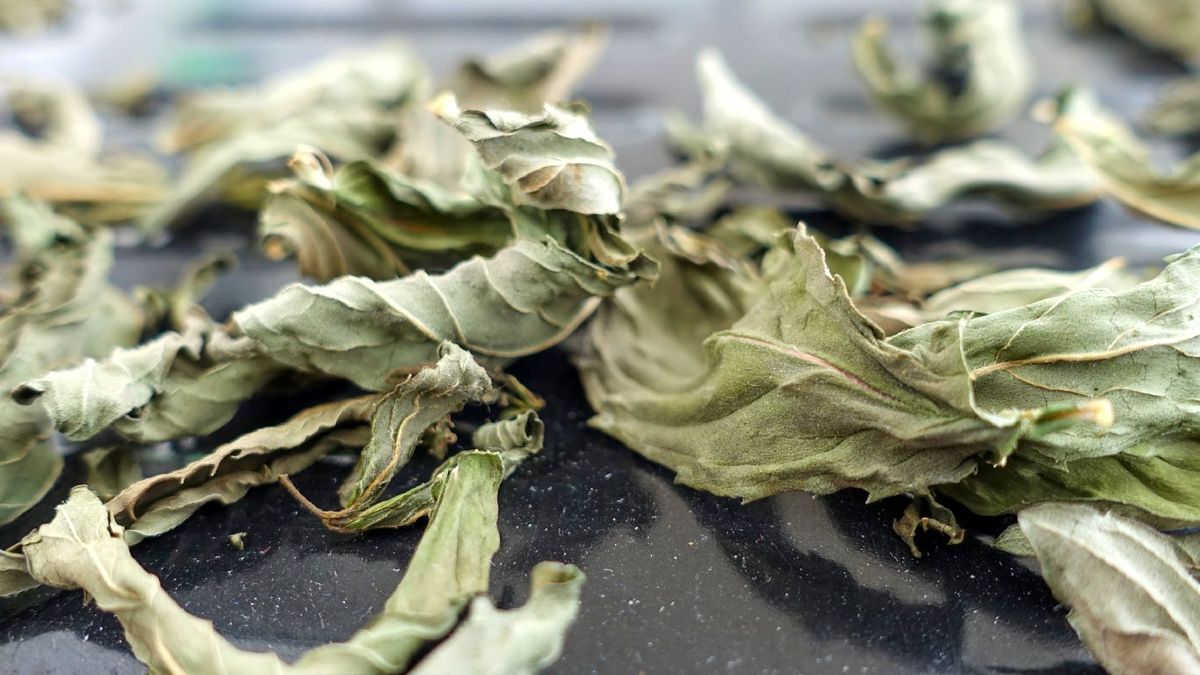 Hojas de menta seca