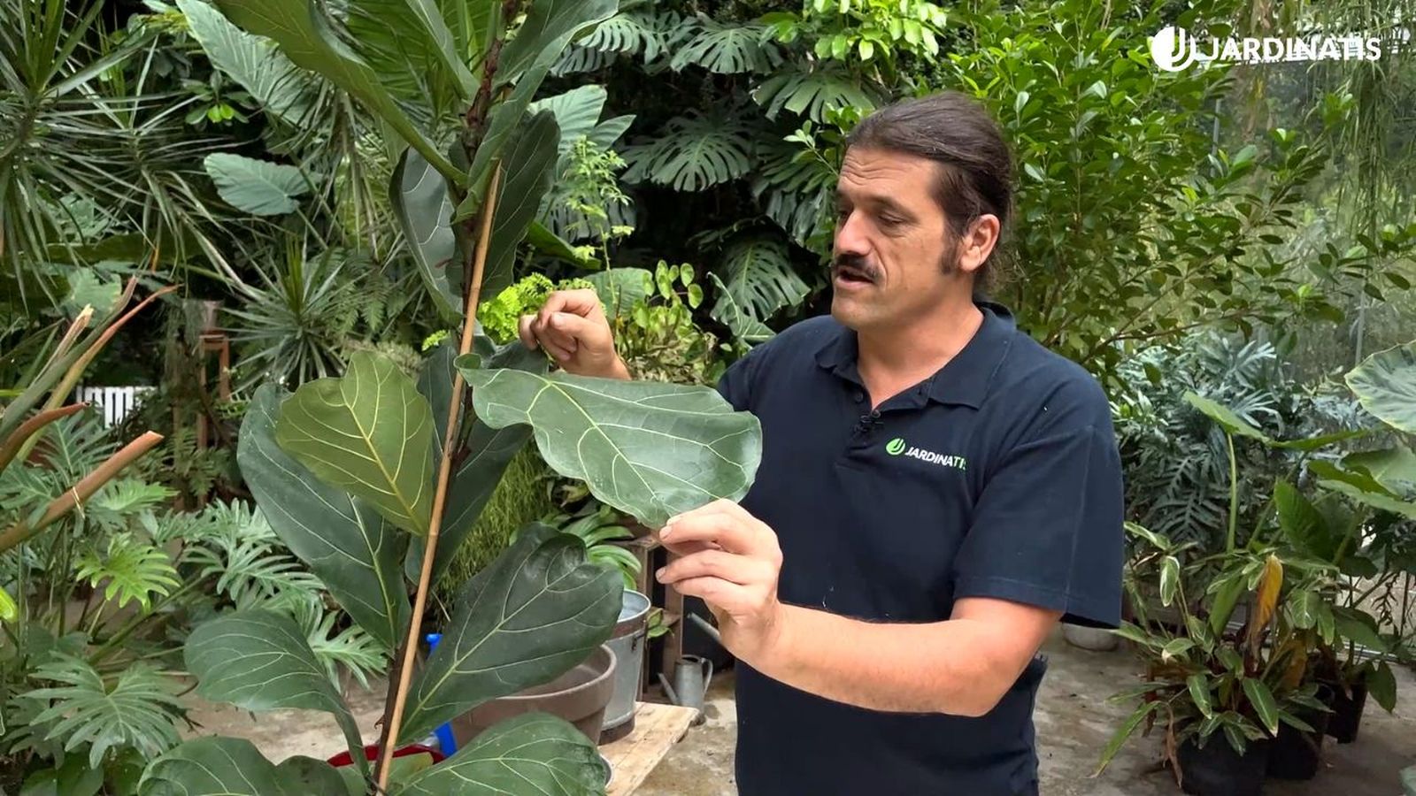 cuidados del ficus lyrata jardinatis 23 29