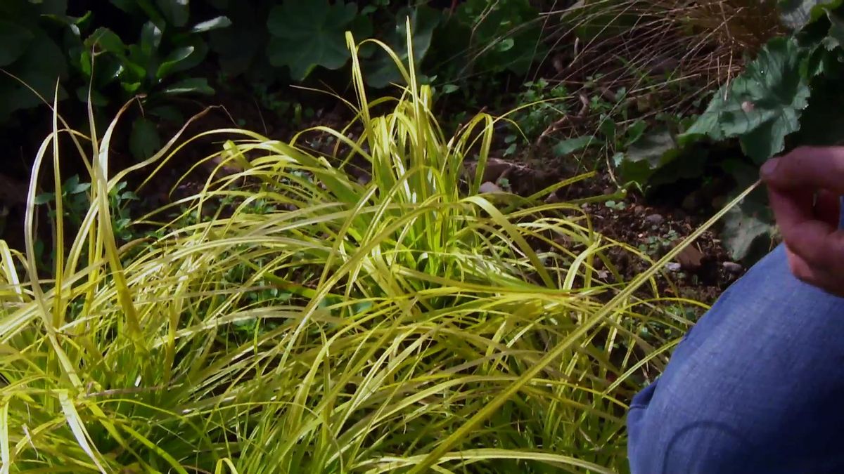 DEKO_JARDIN_633_Carex everillo jardin color