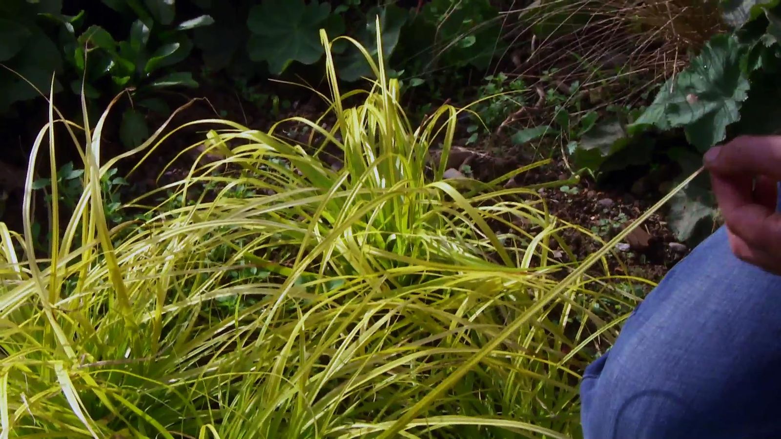 DEKO_JARDIN_633_Carex everillo jardin color DEKO_JARDIN_633_Carex everillo jardin color
