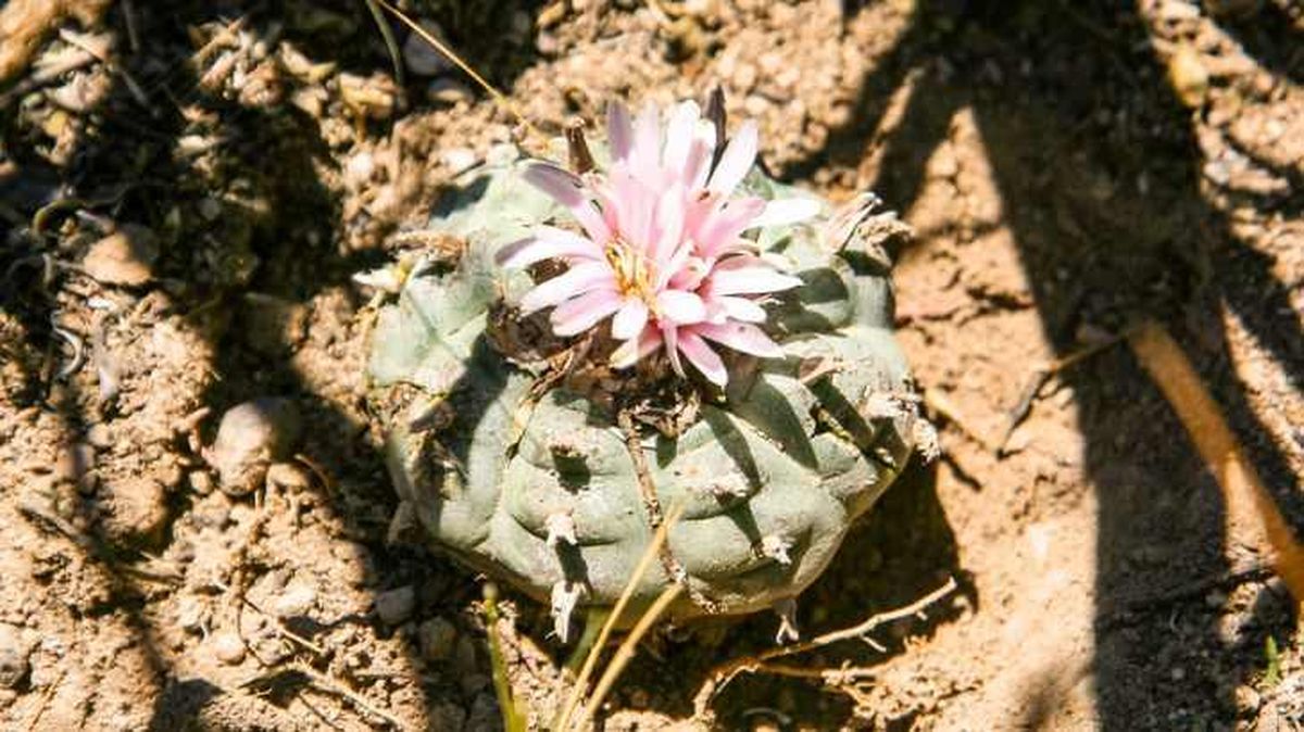 Flor rosada del cactus peyote