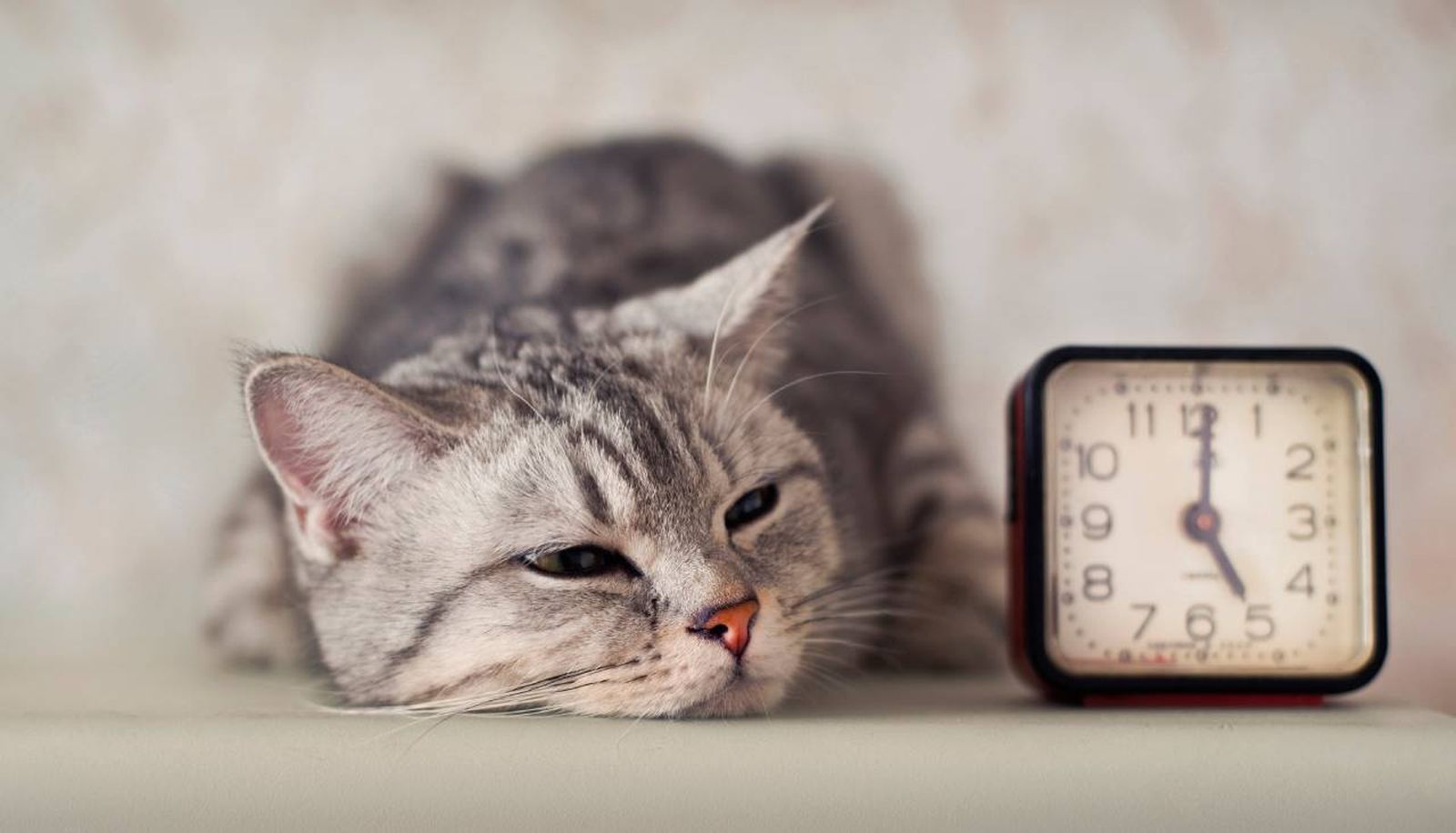 Los animales funcionan con un reloj biológico conocido como ritmo circadiano.
