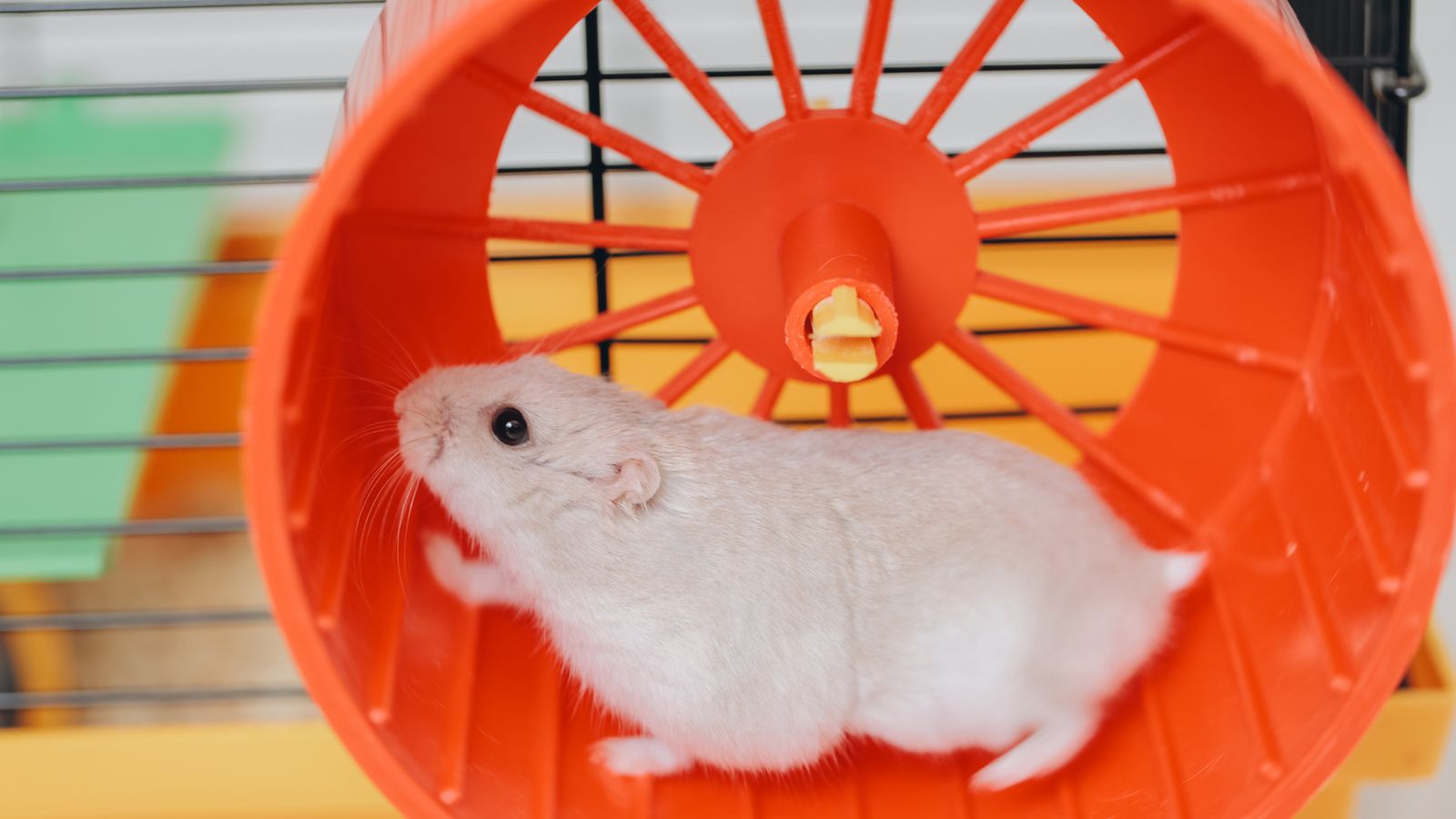 Los animales pequeños, como los hámsteres, tienen un metabolismo mucho más rápido