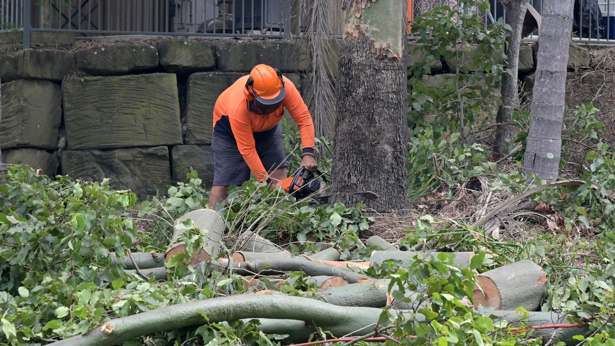 Recortar las ramas rotas ayuda a regenerar el árbol