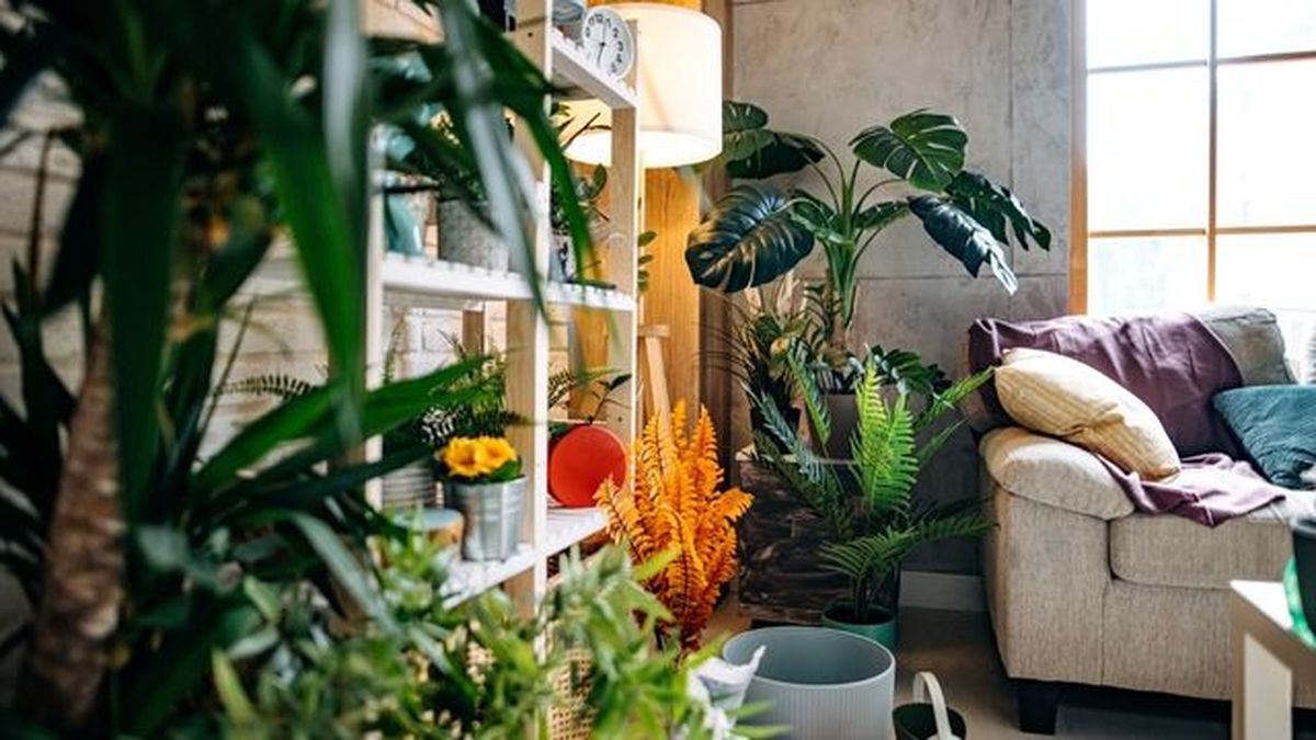 como se usen las plantas influye en la energia del seng shui