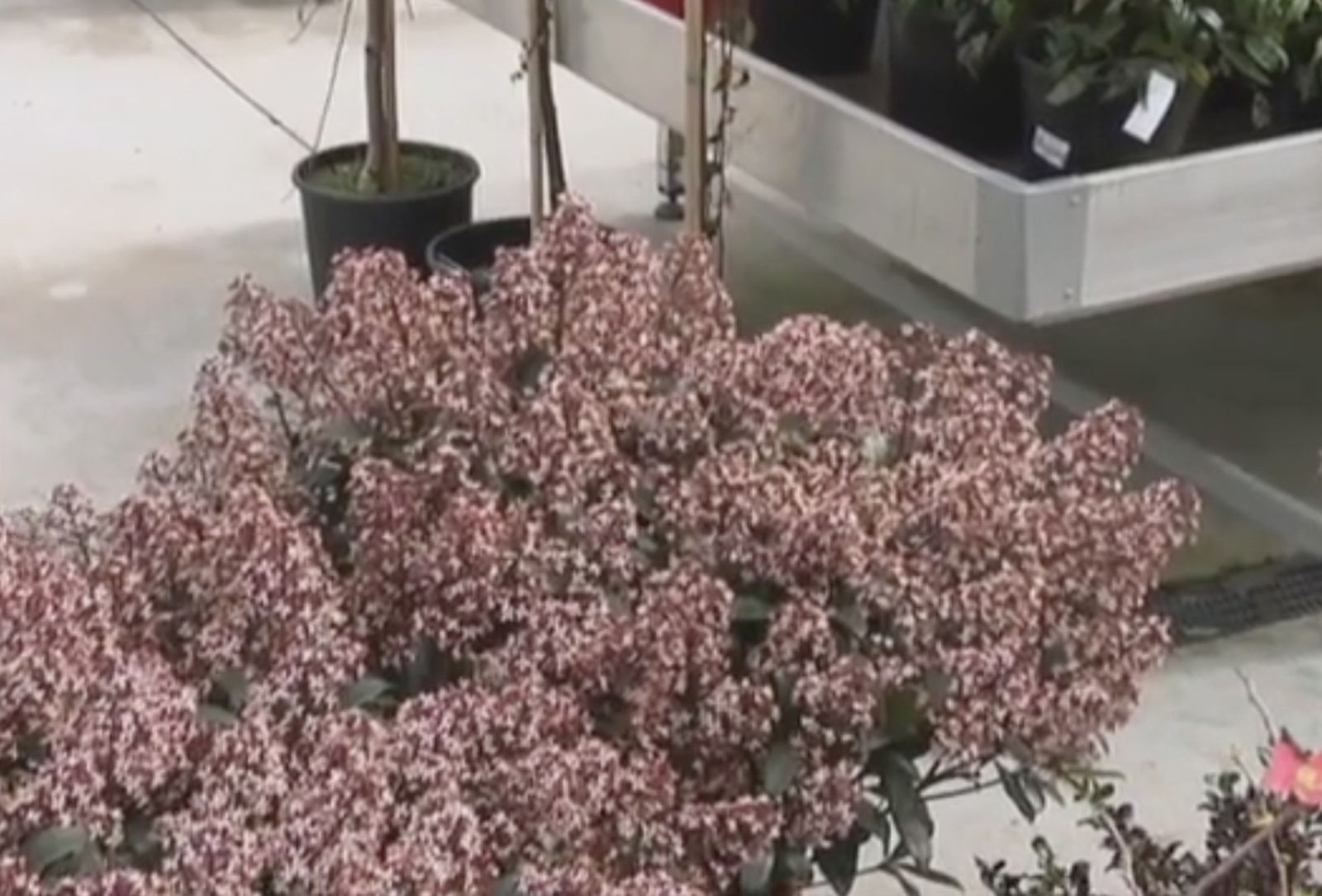 3 arbustos para principios de primavera Esquimia japonica 3 arbustos para principios de primavera Esquimia japonica