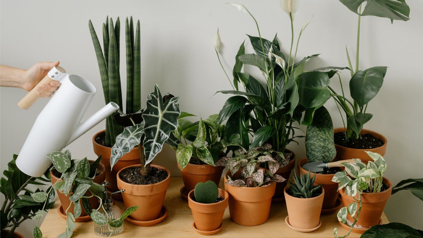 Puede que estés pasando por alto algo importante en el cuidado de tus plantas de interior.