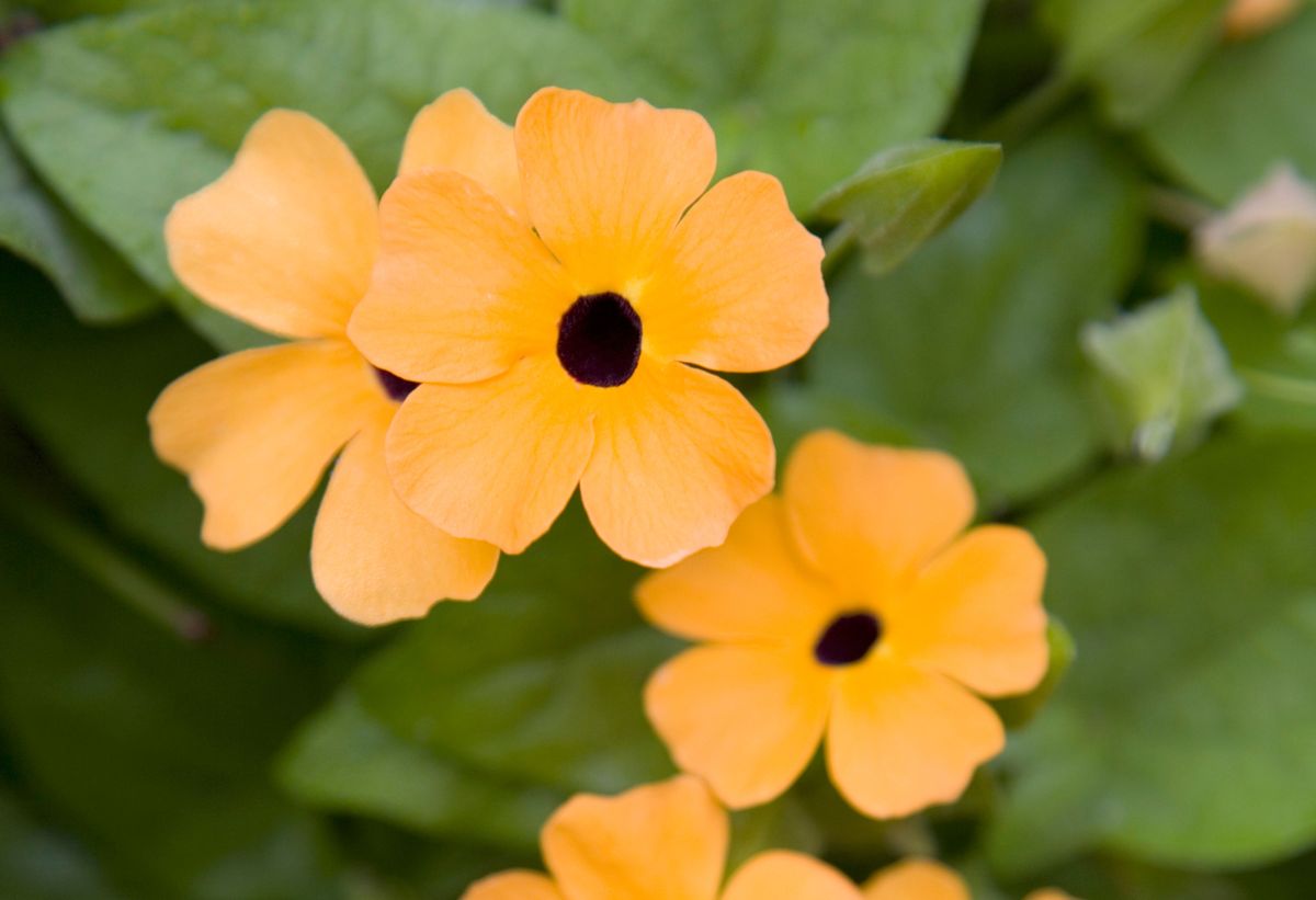 diferentes plantas decorar fachadas thunbergia