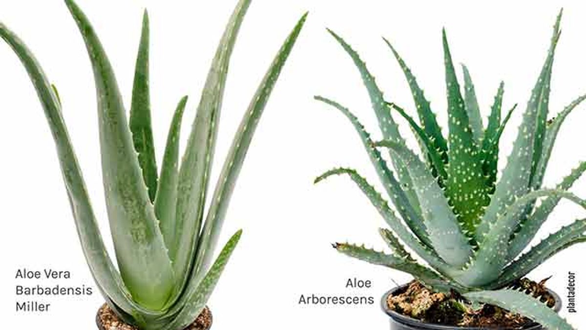 aloe vera y aloe arborescens
