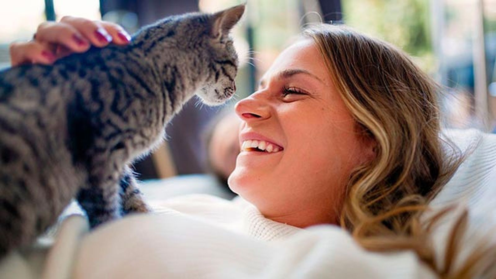 gato amasando gato amasando
