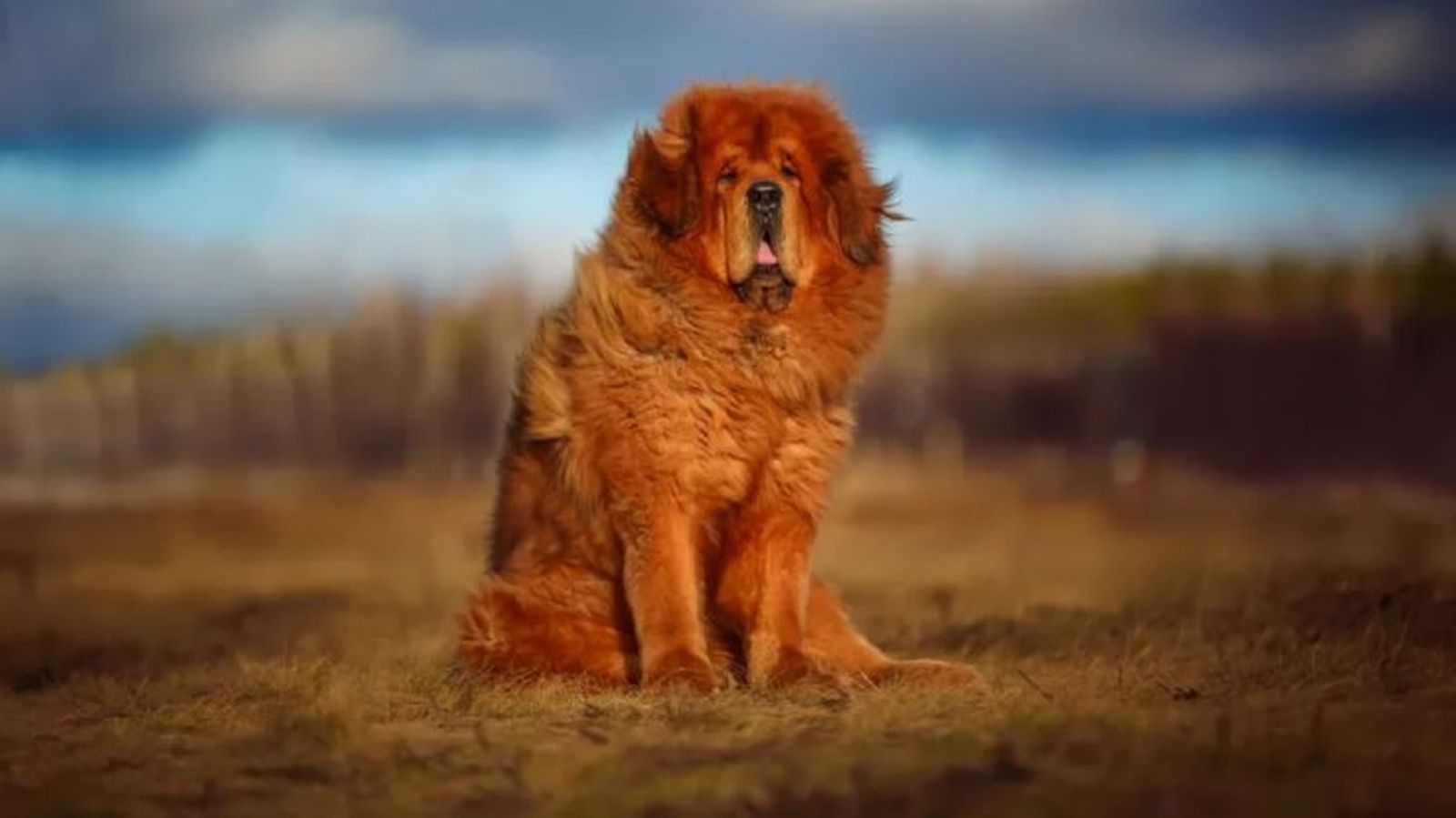 dogo del tibet 4 dogo del tibet 4