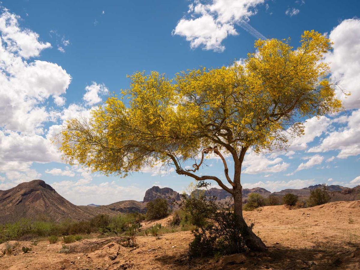 Parkinsonia florida.