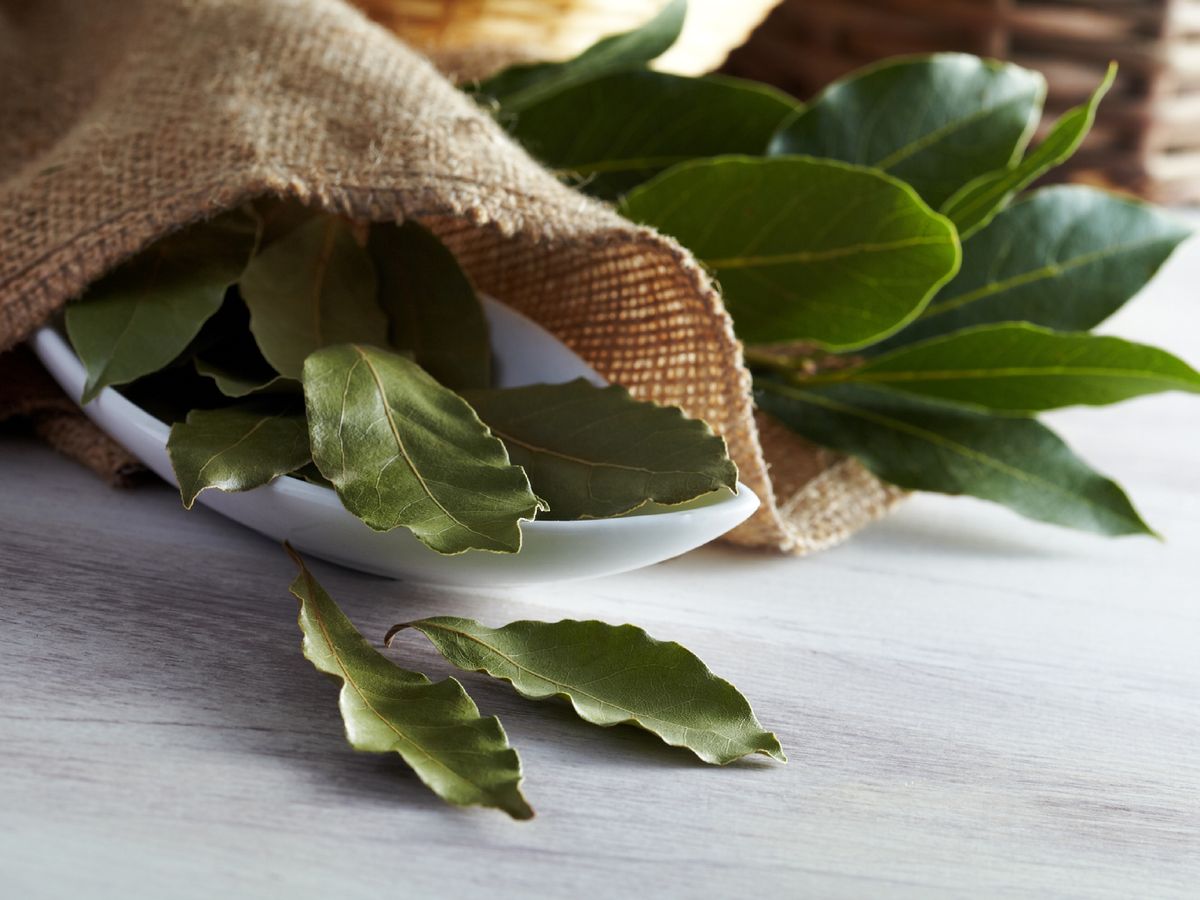 Un truco natural para mantener alejados a los insectos de la despensa sin recurrir a químicos es colocar hojas de laurel.