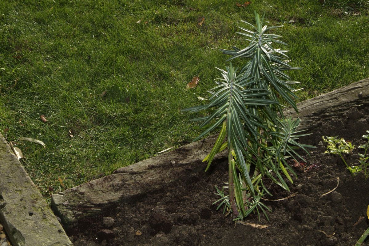 Planta para evitar topos paso 6