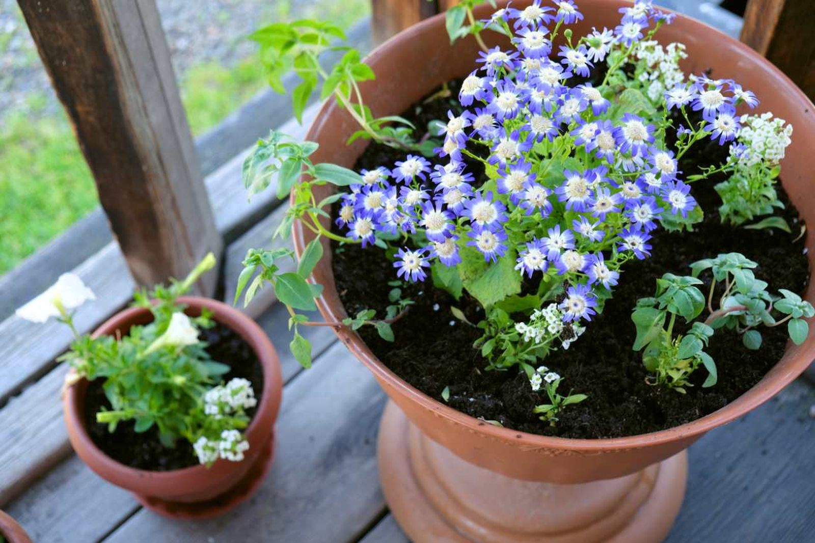 En invierno, elige siempre plantas que puedan soportar el frío de tu zona.