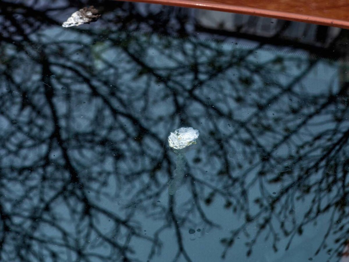 La buena noticia es que la prevención y una limpieza segura reducen el riesgo casi a cero.