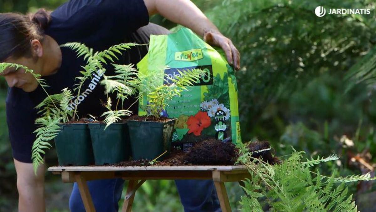 Nuevas plantas de helecho arbóreo dicksonia antárctica tras dividir su mata