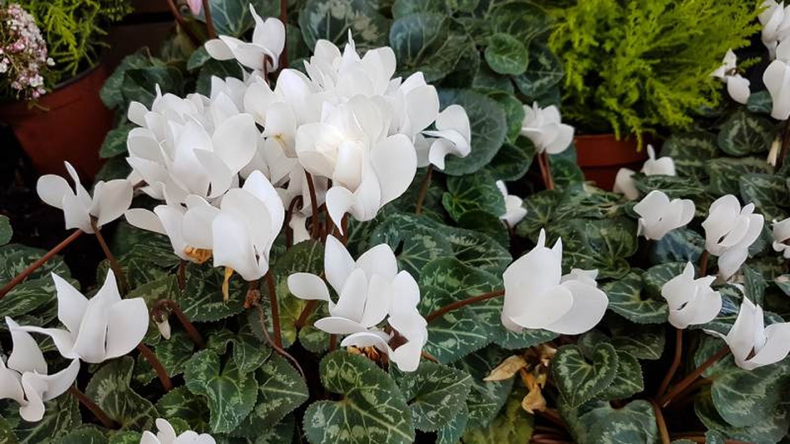 Ciclámenes de flor blanca