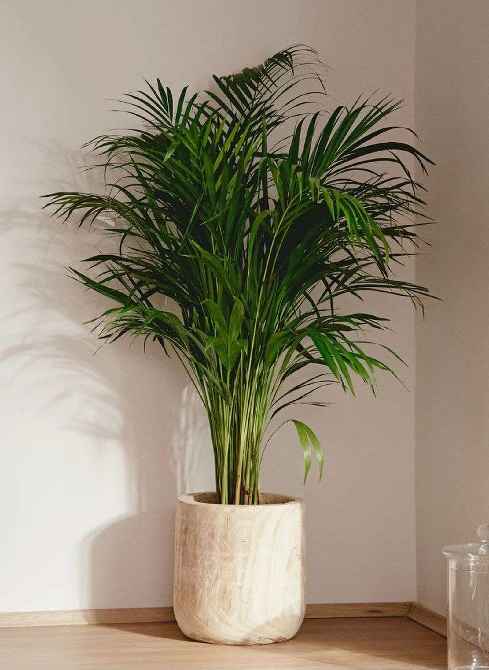 Palma Areca Palma Areca