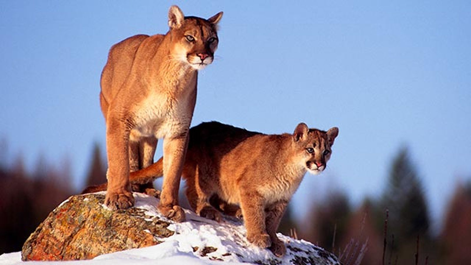 puma leon americano 2 madre cria puma leon americano 2 madre cria